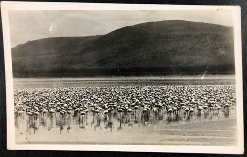 Flamingos orig safari - ak, orig.